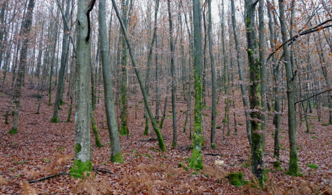 forêt