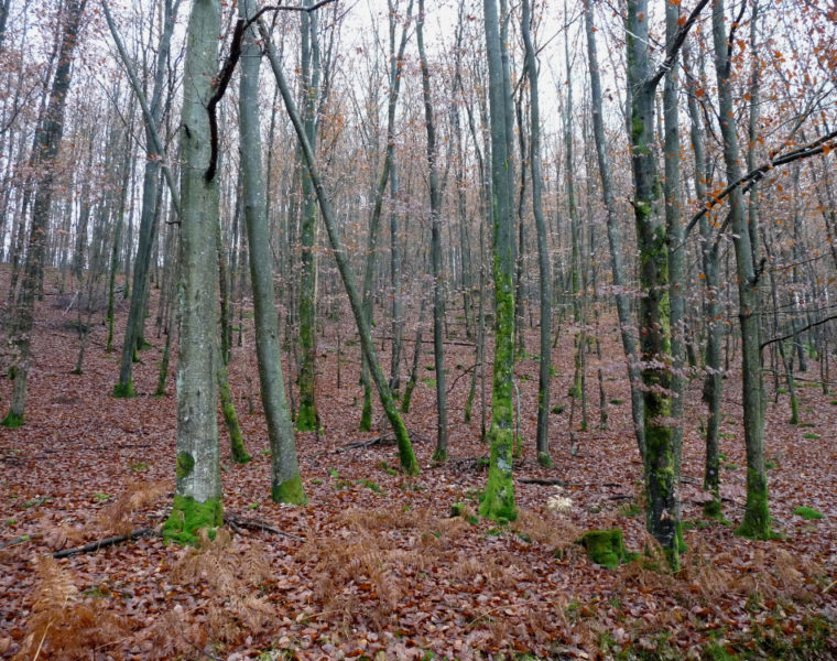 forêt