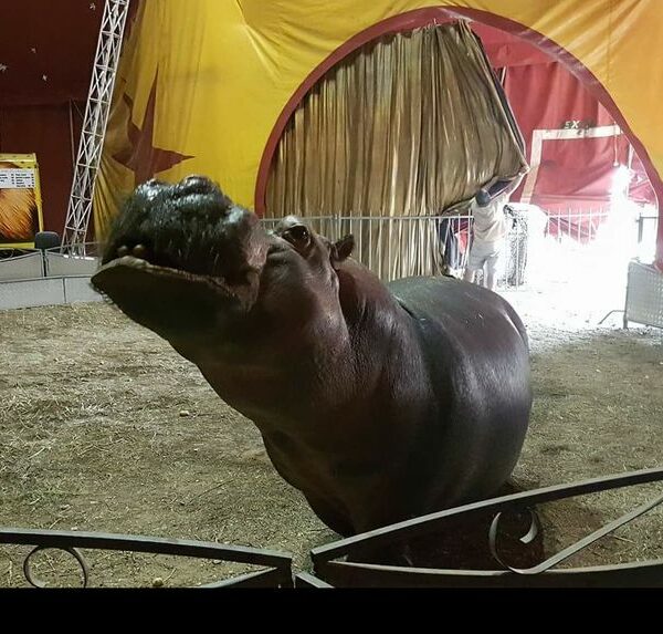 La pétition pour libérer Jumbo, l’hippopotame prisonnier d’un cirque