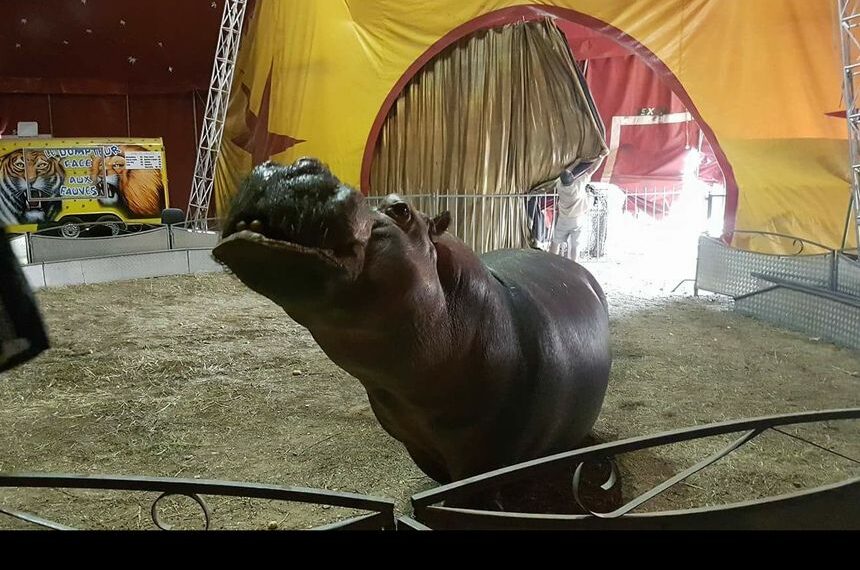 La pétition pour libérer Jumbo, l’hippopotame prisonnier d’un cirque