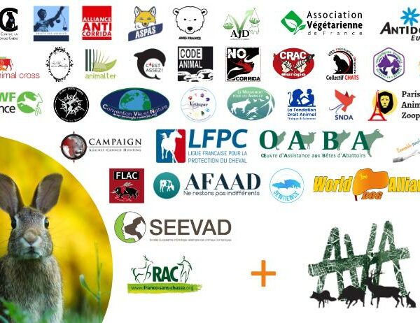 Le collectif AVA contre la chasse à courre rejoint Convergence Animaux Politique