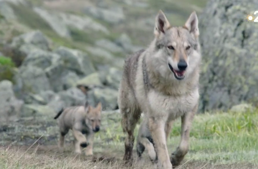 L’entraide dans la vie naturelle mise en avant dans un documentaire diffusé par France 2