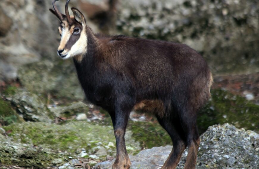 «Safari» chasse au chamois au Mont Ventoux