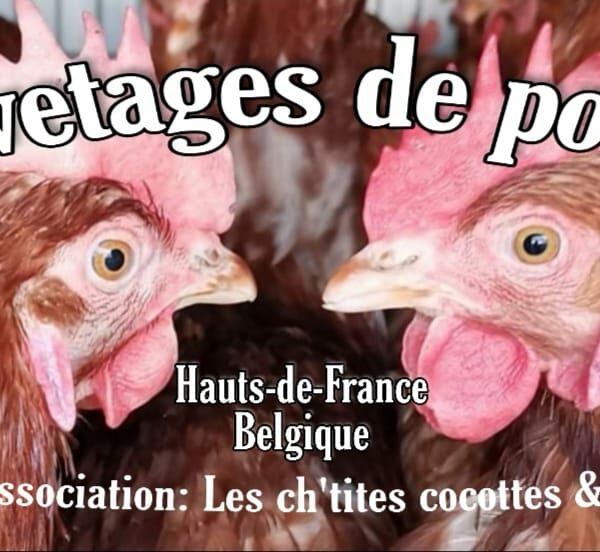 «Les ch’tites Cocottes de réforme», une association de sauvetage de poules