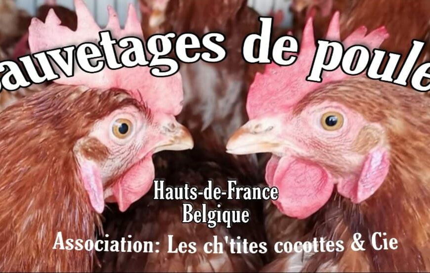 «Les ch’tites Cocottes de réforme», une association de sauvetage de poules