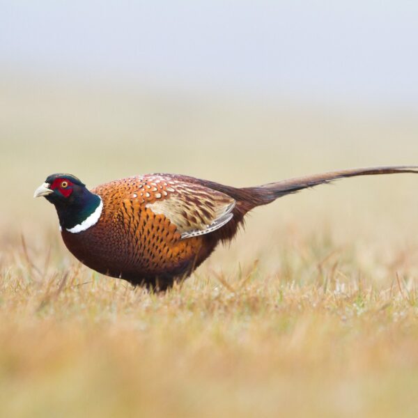 Élevage de faisans et perdrix destinés à la chasse: des images insoutenables