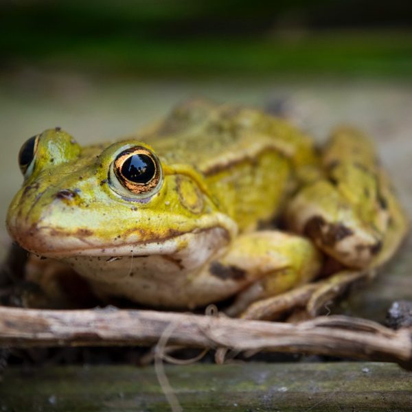 Migration des amphibiens: la LPO appelle à ouvrir l’œil sur les routes