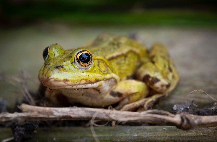 Migration des amphibiens: la LPO appelle à ouvrir l’œil sur les routes