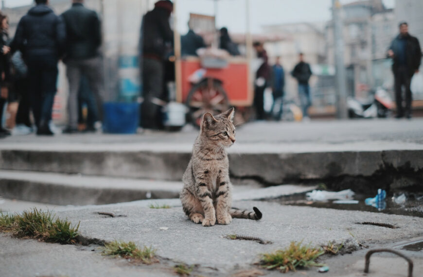 «Un soutien suite à condamnation interpellation pour nourrissage de chat»