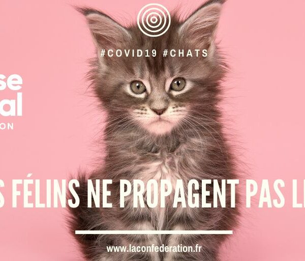 Défense de l’Animal: «Non, les félins ne propagent pas le virus!»