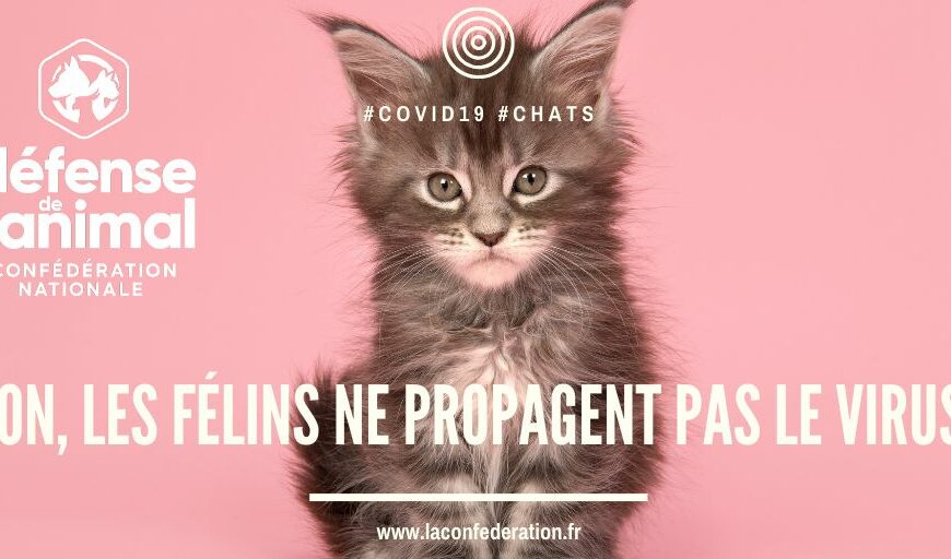 Défense de l’Animal: «Non, les félins ne propagent pas le virus!»