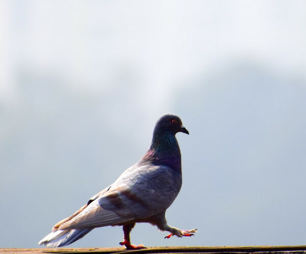 Les filets anti-pigeons meurtriers de Bougival