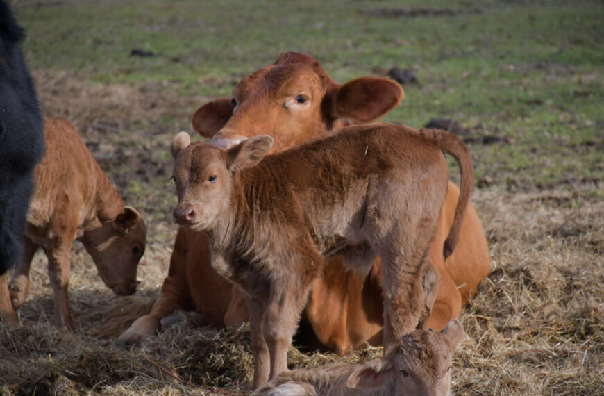 Tribune: «Pour une relance économique intégrant la protection des animaux et de l’environnement»