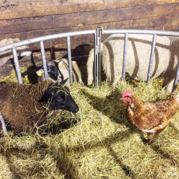 Le SOS du sanctuaire pour animaux «Domaine des Douages»