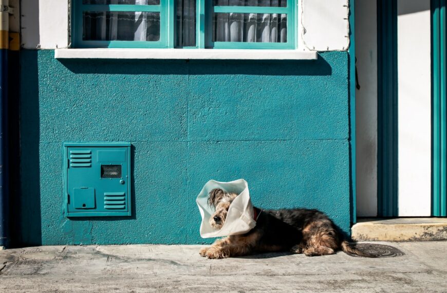 Atlas des vétérinaires: une situation indigne par rapport aux animaux