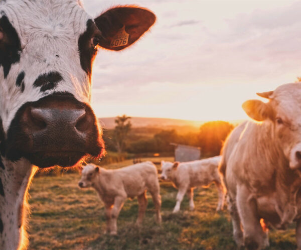 Pourquoi donc le journal L’Humanité mène-t-il campagne contre le «référendum pour les animaux»?