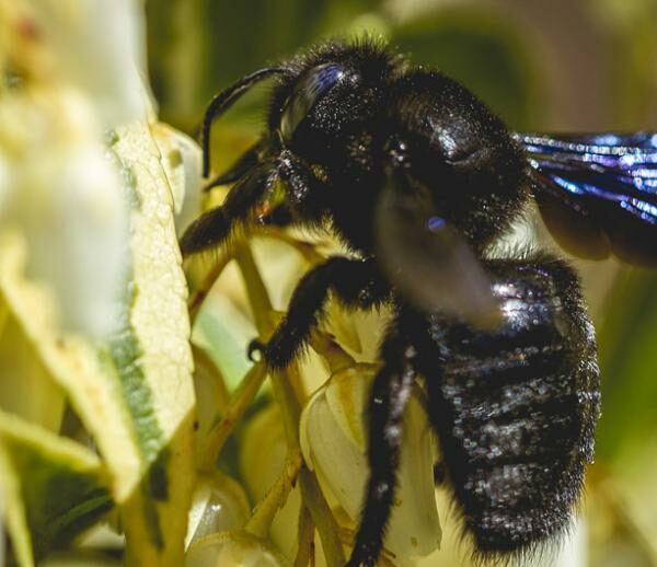 Néonicotinoïdes: Génération Écologie lance une campagne pour le maintien de l’interdiction