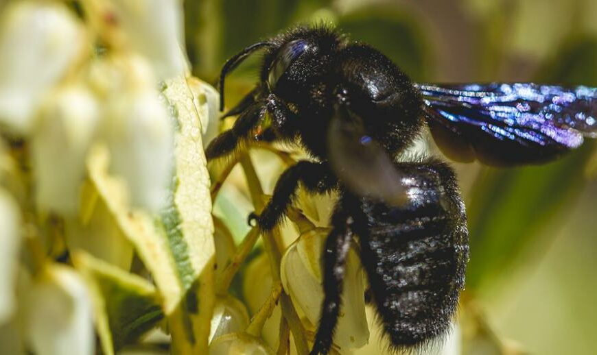 Néonicotinoïdes: Génération Écologie lance une campagne pour le maintien de l’interdiction