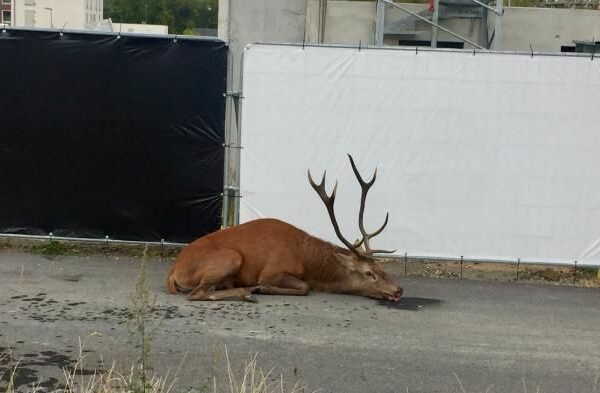 Un cerf sauvé de la chasse à courre à Compiègne