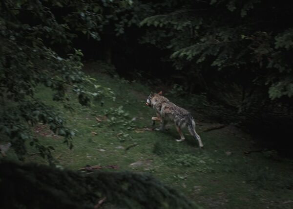 Comment le loup a été exterminé en France