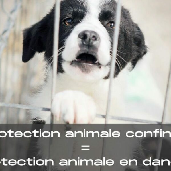 Confinement : les demandes de la protection animale