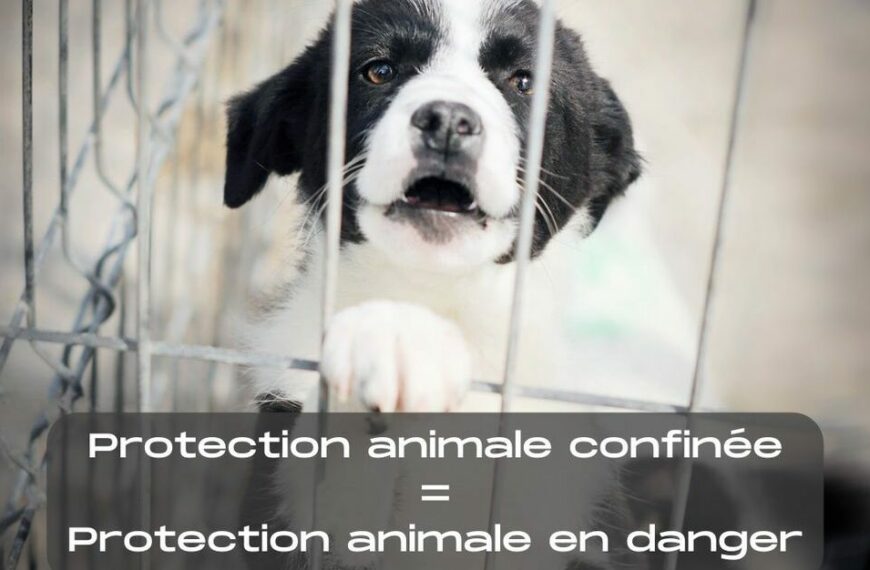 Confinement : les demandes de la protection animale