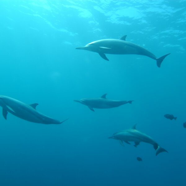 La ministre de la mer préfère l’industrie de la pêche à la protection des cétacés