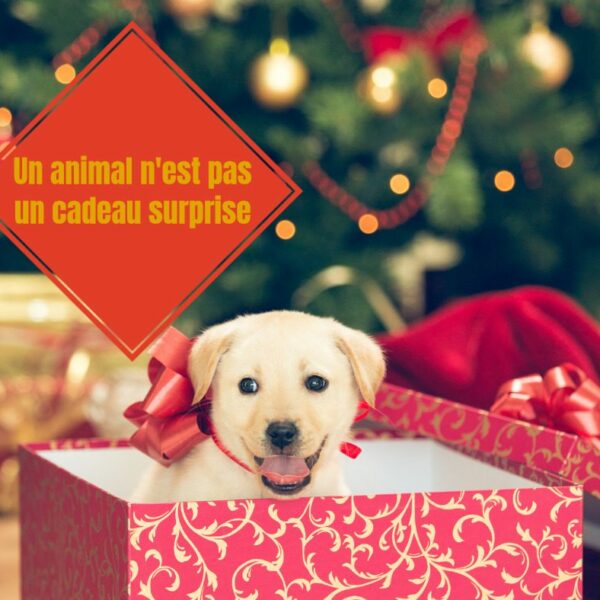 Noël: la confédération Défense de l’animal rappelle que les animaux ne sont pas des objets à offrir