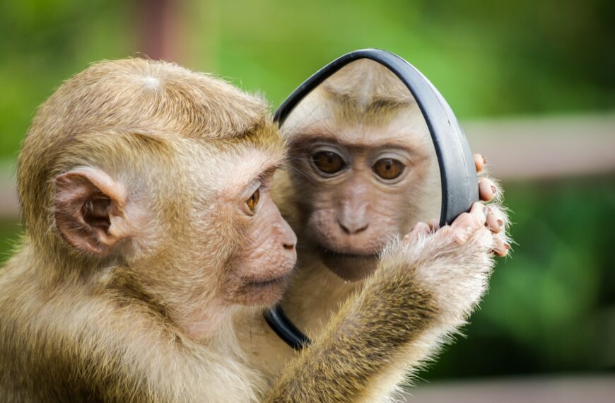 Des étudiants opposés à un centre de primatologie à l’Université de Strasbourg