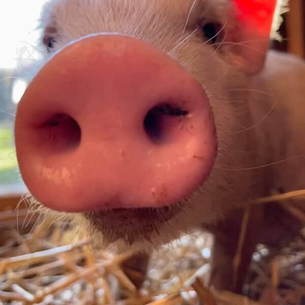L’association de protection animale «Liberty» a besoin d’aide