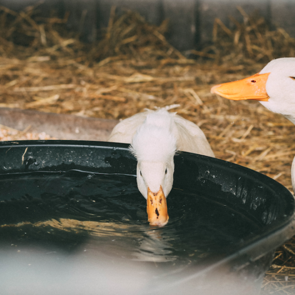 L’épidémie de grippe aviaire, une énième crise dans la crise