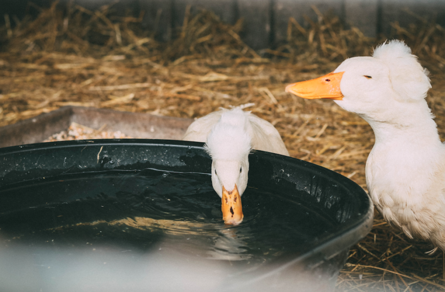 L’épidémie de grippe aviaire, une énième crise dans la crise