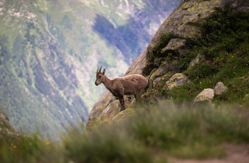 La question animale hante la France