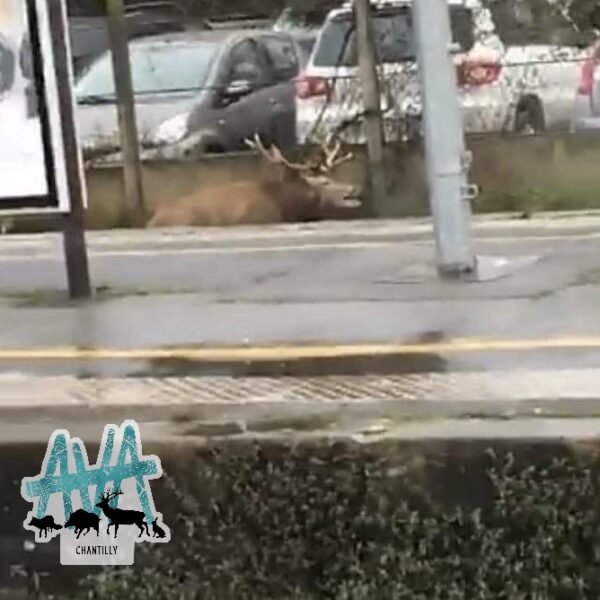 Chasse à courre: un cerf traqué jusque dans une gare