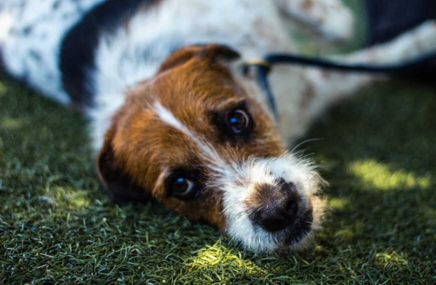 Un chien maltraité en public pendant une fête décadente dans une station de ski