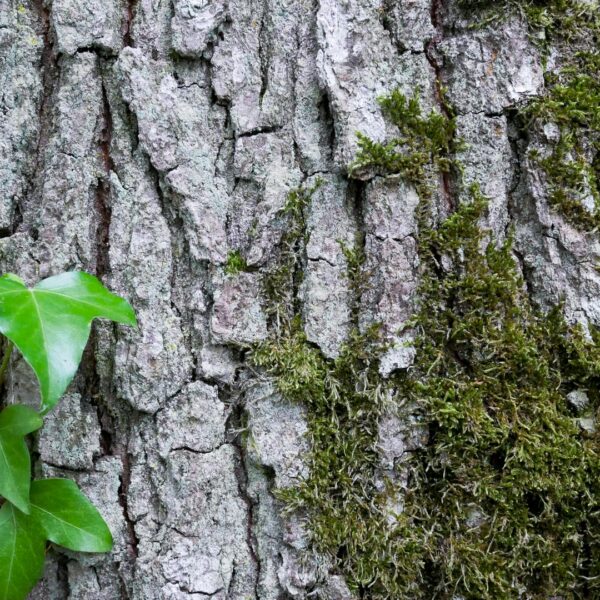 Pétition contre le massacre des arbres en Forêt de Sénart