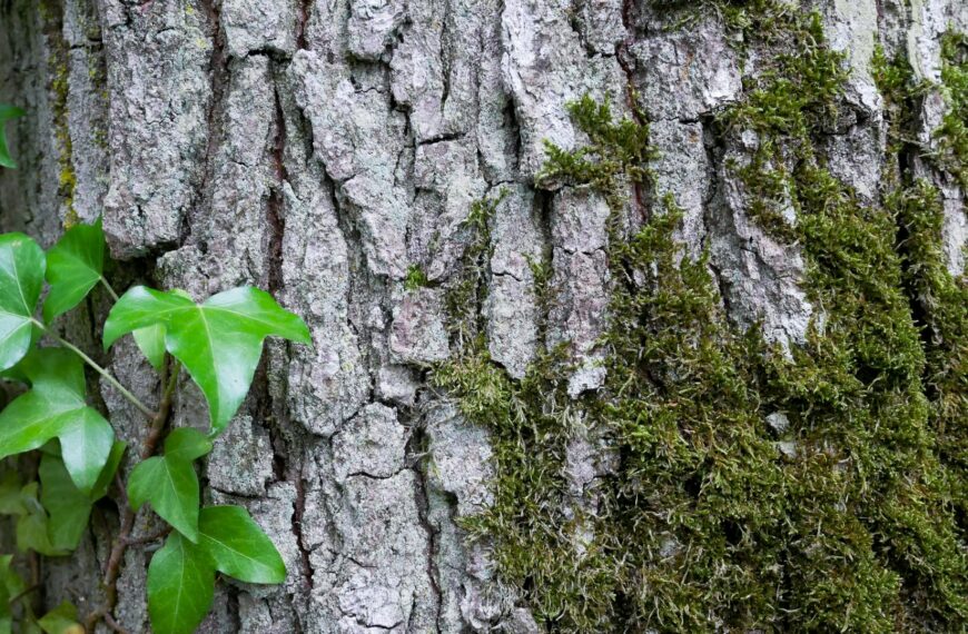 Pétition contre le massacre des arbres en Forêt de Sénart