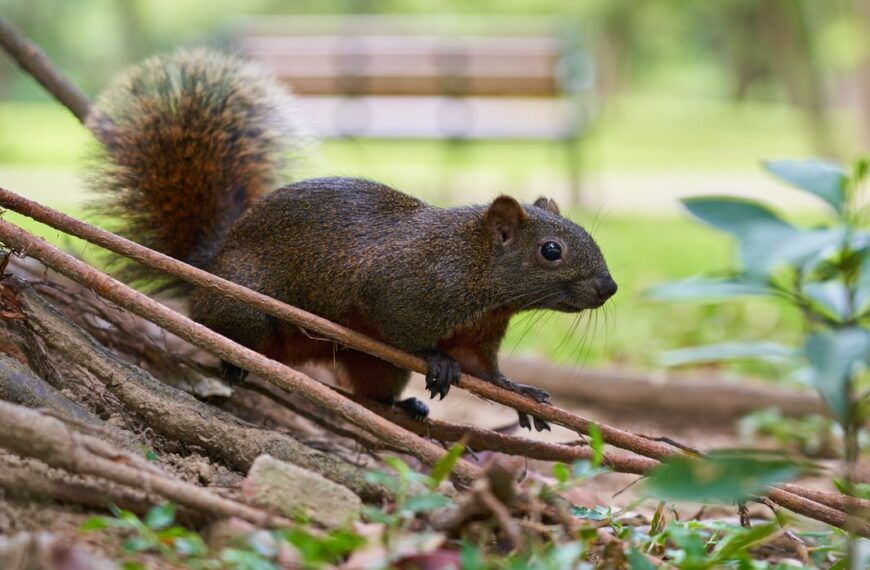 L’absence de confinement est un rude coup pour la Nature