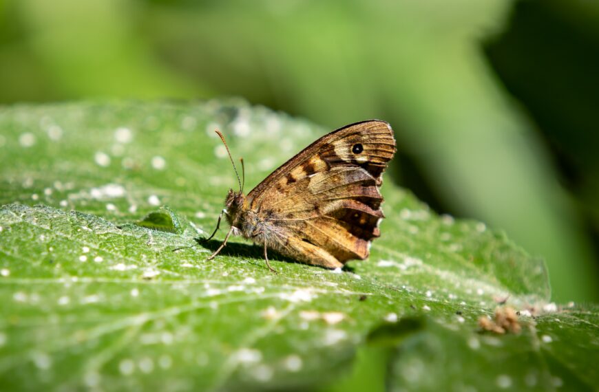 En France, une partie de la faune et de la flore disparaît