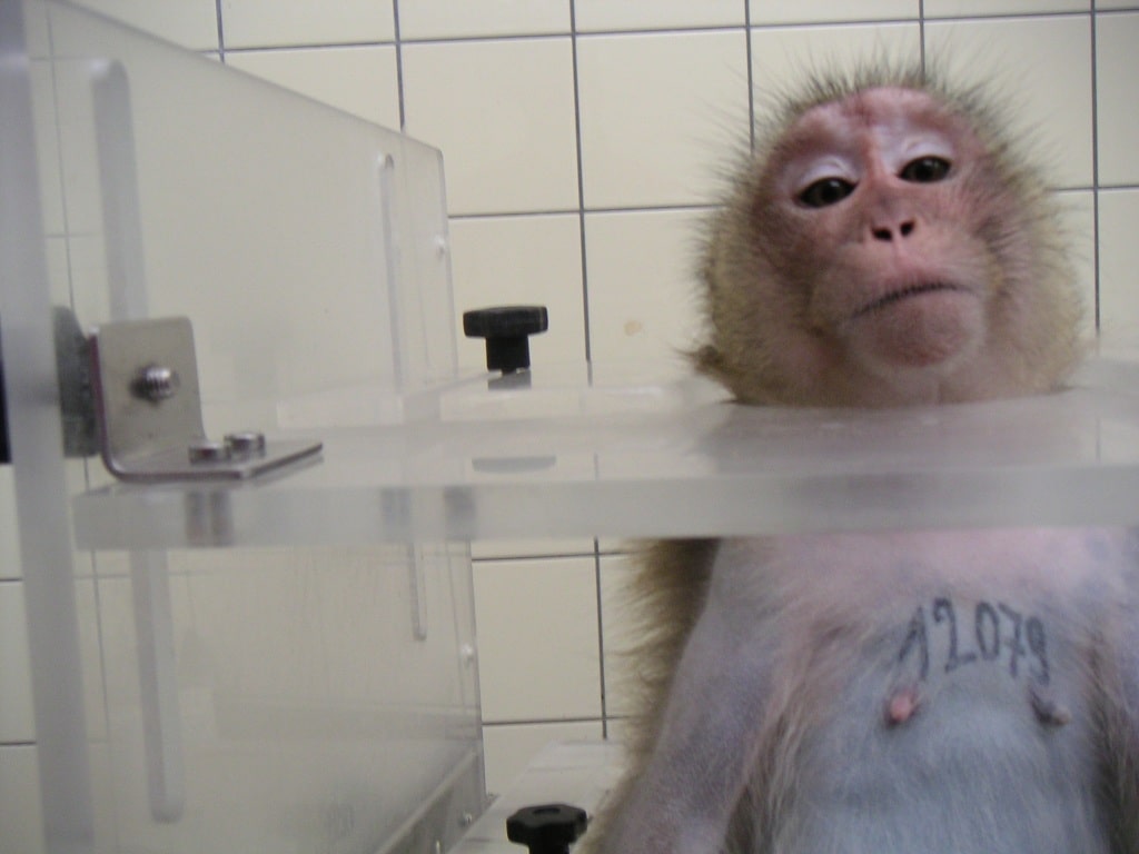 One Voice: une pétition contre l’expérimentation animale
