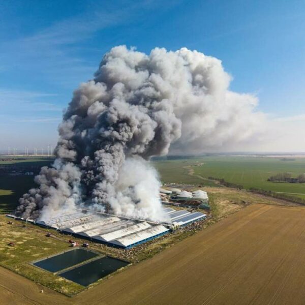 55 000 cochons meurent dans l’incendie de l’élevage allemand d’Alt Tellin