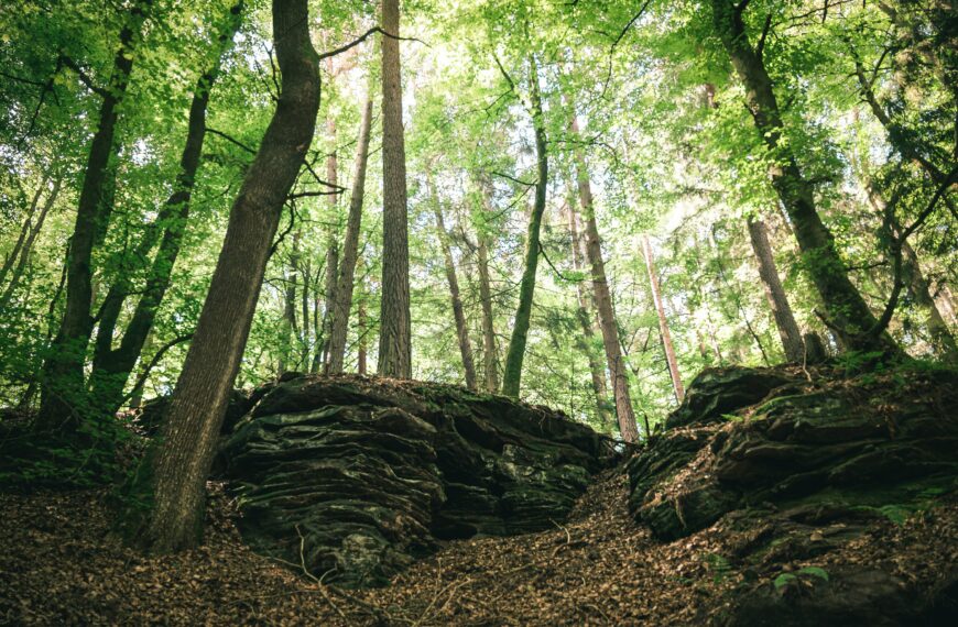 Art, nature et prolétariat: la sensibilité écologique vue par un militant ouvrier en 1936