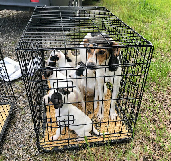 Appel de la SPA de Mulhouse contre le trafic de chiots