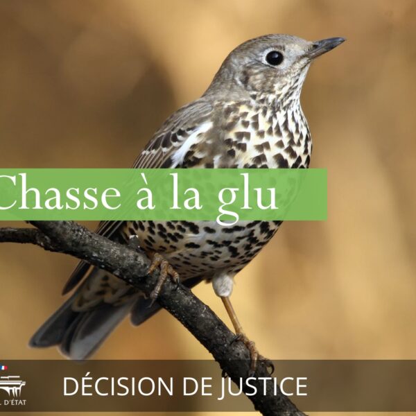 Enfin ! La chasse à la glu est déclarée illégale en France