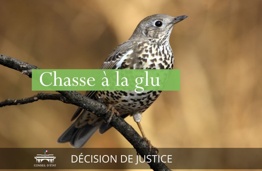 Enfin ! La chasse à la glu est déclarée illégale en France