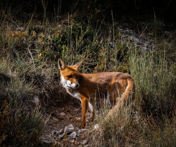 Exemplaire: la ville de Privas soutient un centre de soins pour animaux sauvages