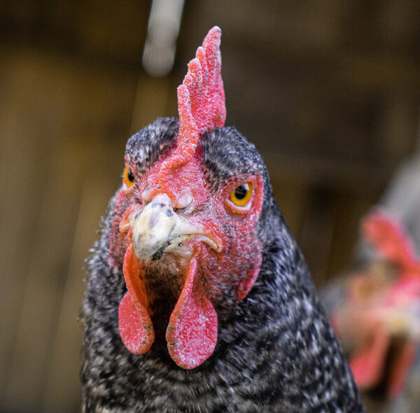 Fin en trompe-l-œil du broyage des poussins et de la castration à vif des porcelets
