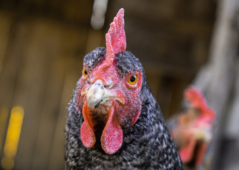 Fin en trompe-l-œil du broyage des poussins et de la castration à vif des porcelets