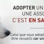 Adopte un animal dans une association... c'est en sauver deux !