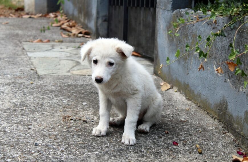 Appel au gouvernement contre l’abandon des animaux